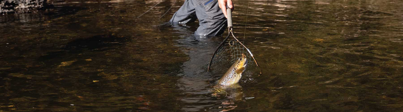 Netting a beautiful high country brown trout