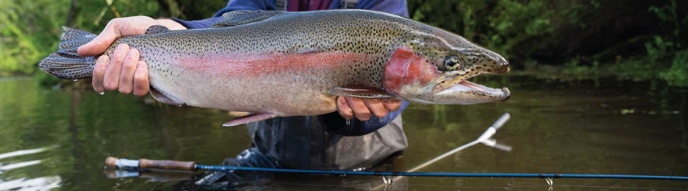 A Stunning rainbow trout!