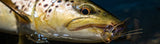 Scientific Anglers | All