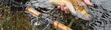 A coloured up brown trout from the Kosciusko high country