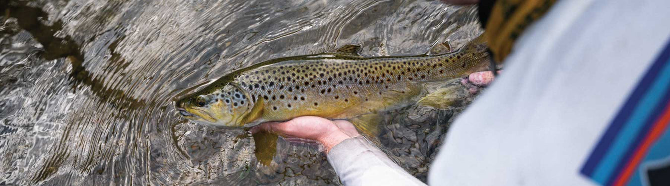 A Stunning Tumut River brown trout