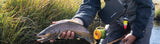 A beautiful coloured up brown trout