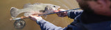 A beautiful Murrumbidgee Trout Cod
