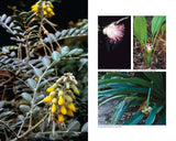 Australian Medicinal Plants: A Complete Guide to Identification and Usage