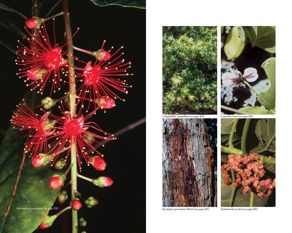 Australian Medicinal Plants: A Complete Guide to Identification and Usage