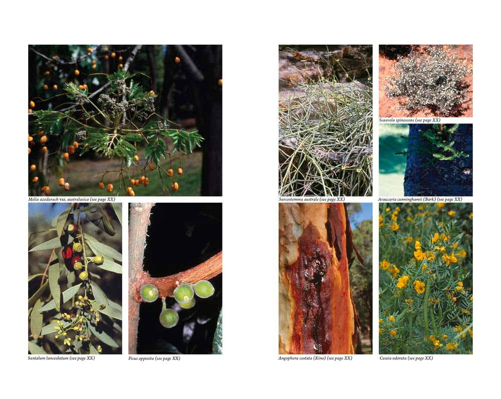 Australian Medicinal Plants: A Complete Guide to Identification and Usage