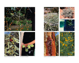 Australian Medicinal Plants: A Complete Guide to Identification and Usage
