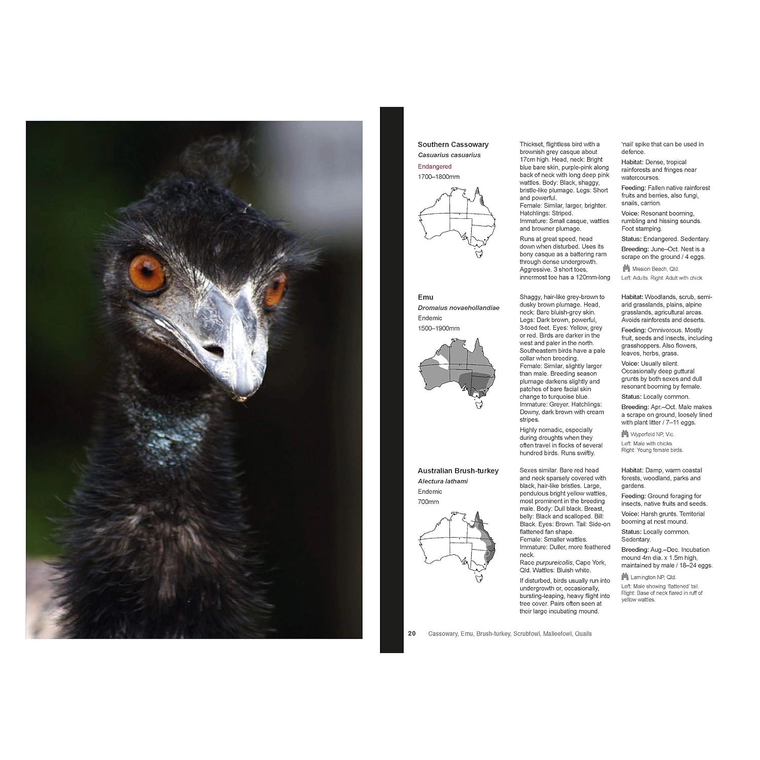 Complete Guide to Australian Birds — view 2