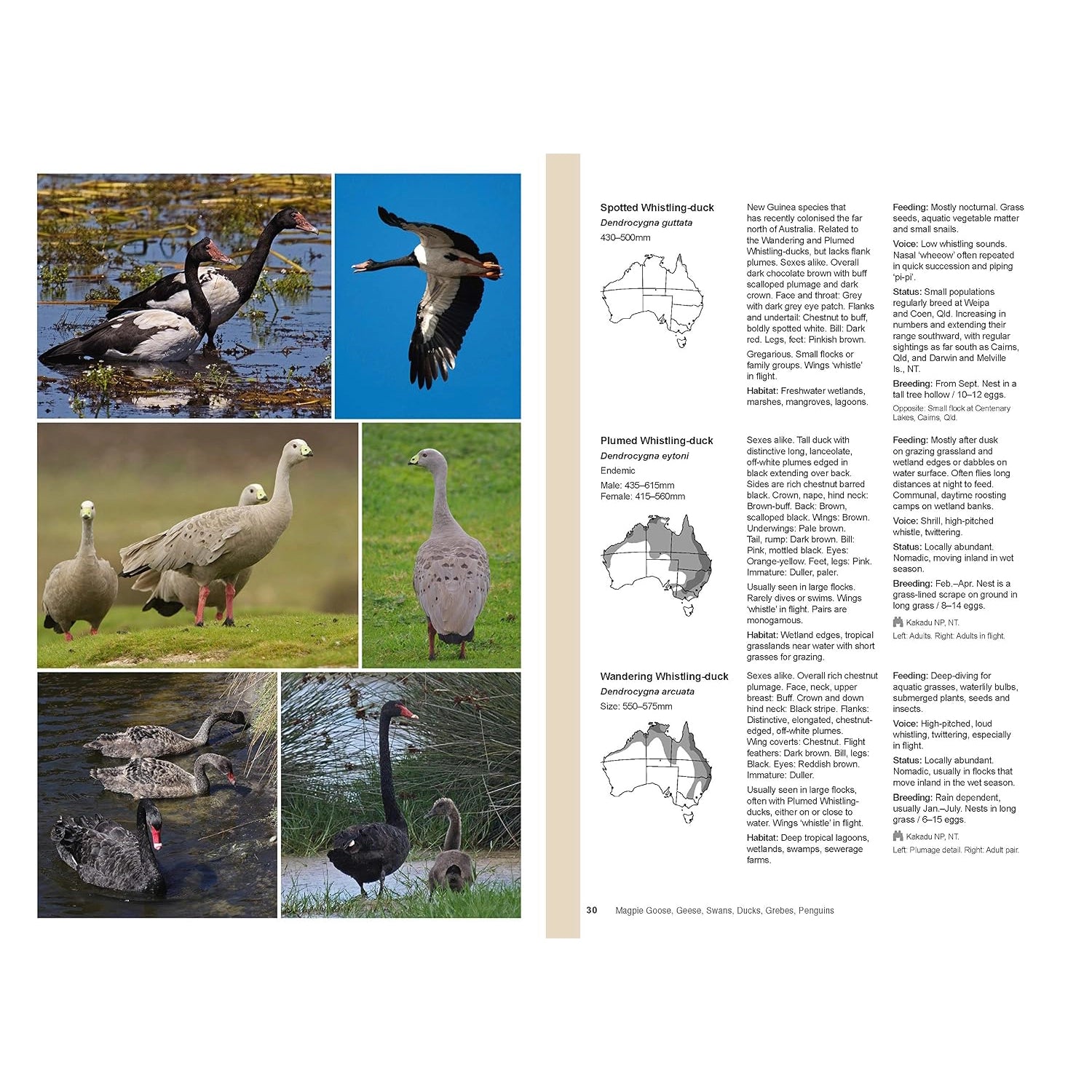 Complete Guide to Australian Birds — view 6