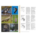 Complete Guide to Australian Birds — view 6