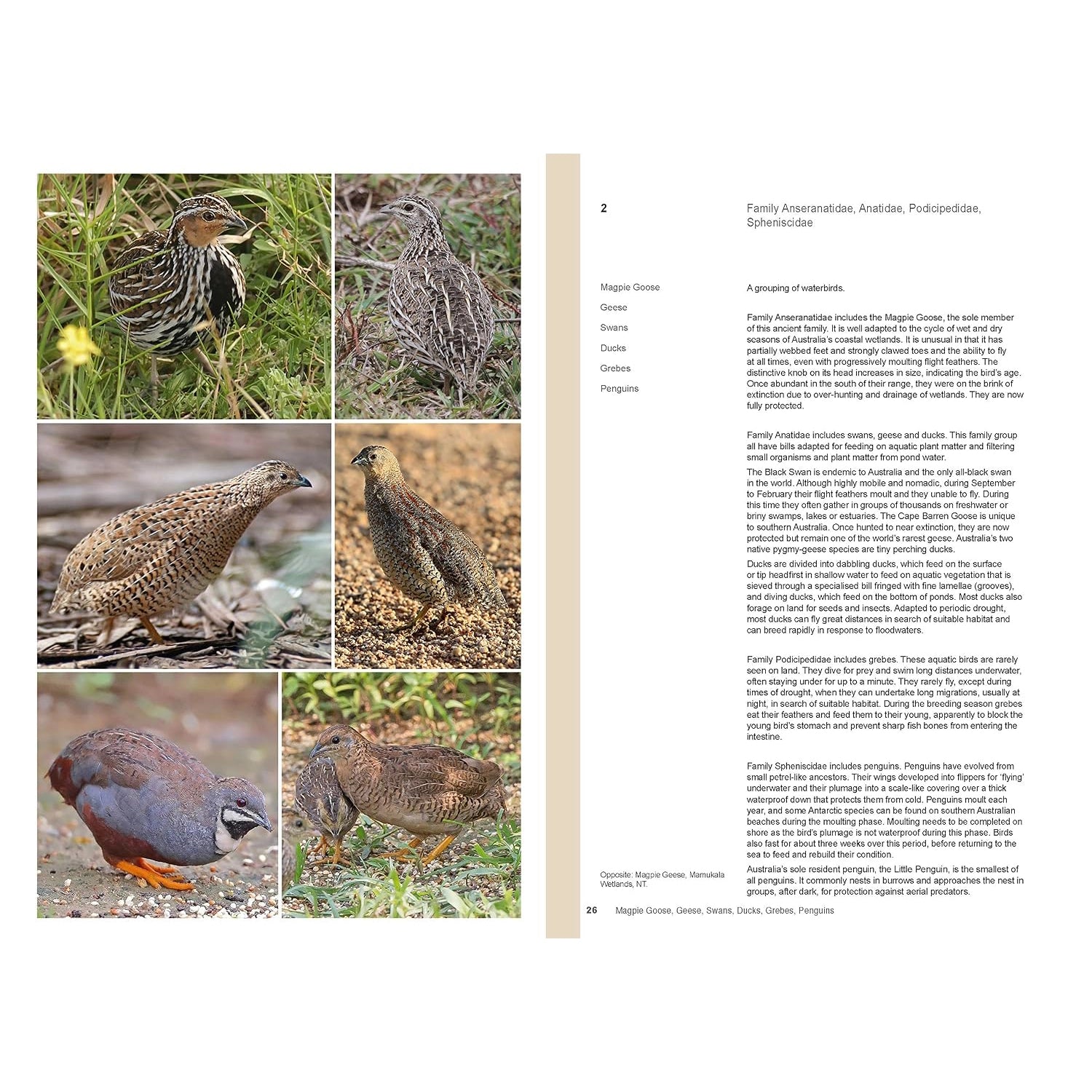 Complete Guide to Australian Birds — view 5