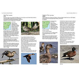 Birds Of Canberra And The High Country detail 1