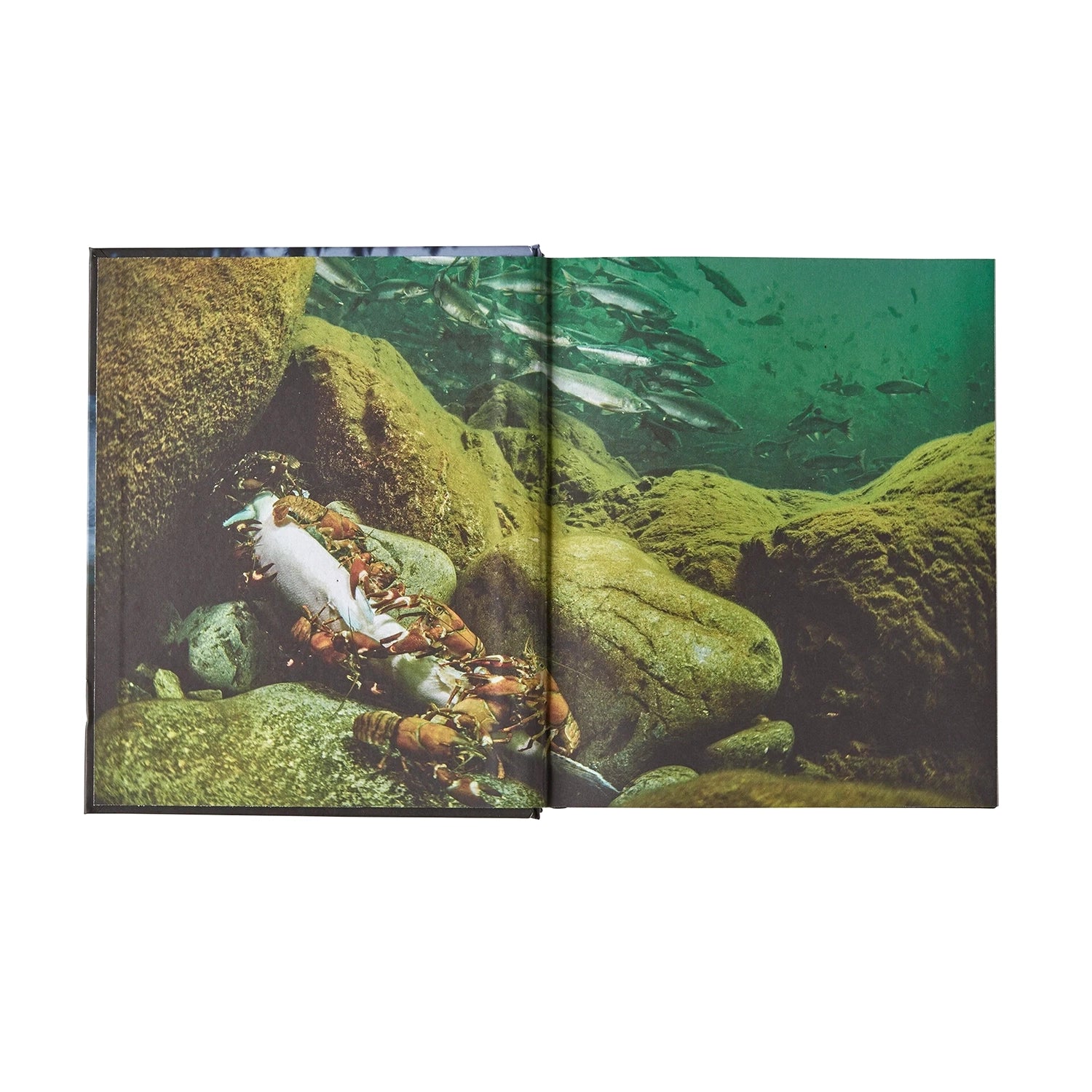 Salmon: A Fish, The Earth And The History Of Their Common Fate — view 8