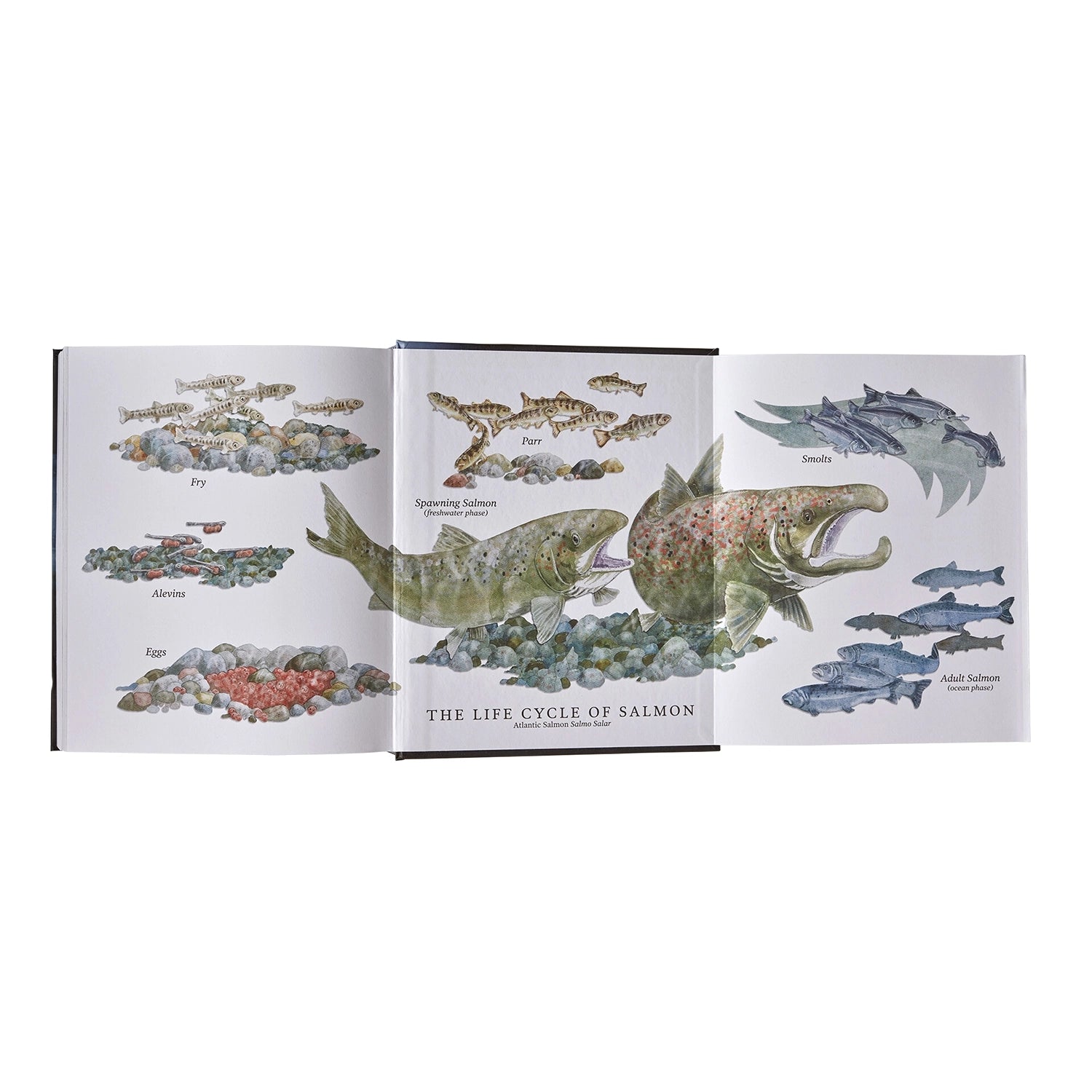 Salmon: A Fish, The Earth And The History Of Their Common Fate — view 4