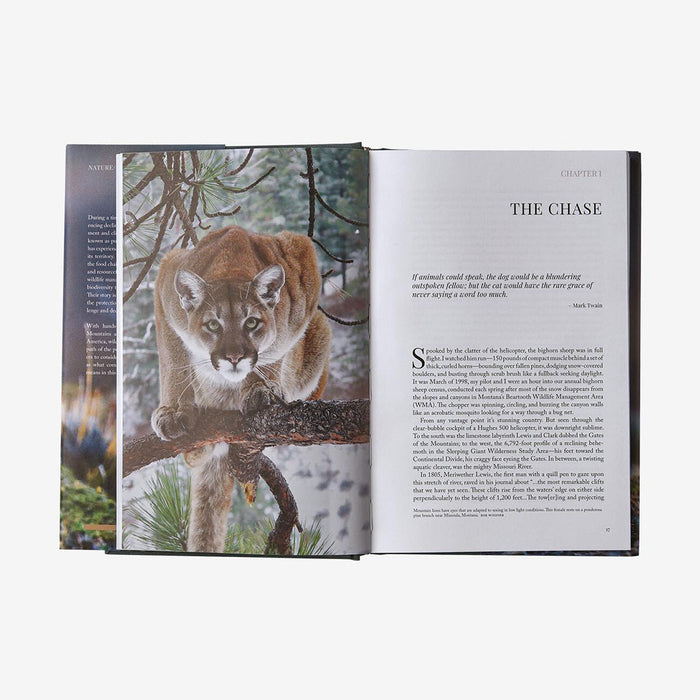 Path of the Puma - The Remarkable Resilience of the Mountain Lion - detail 2
