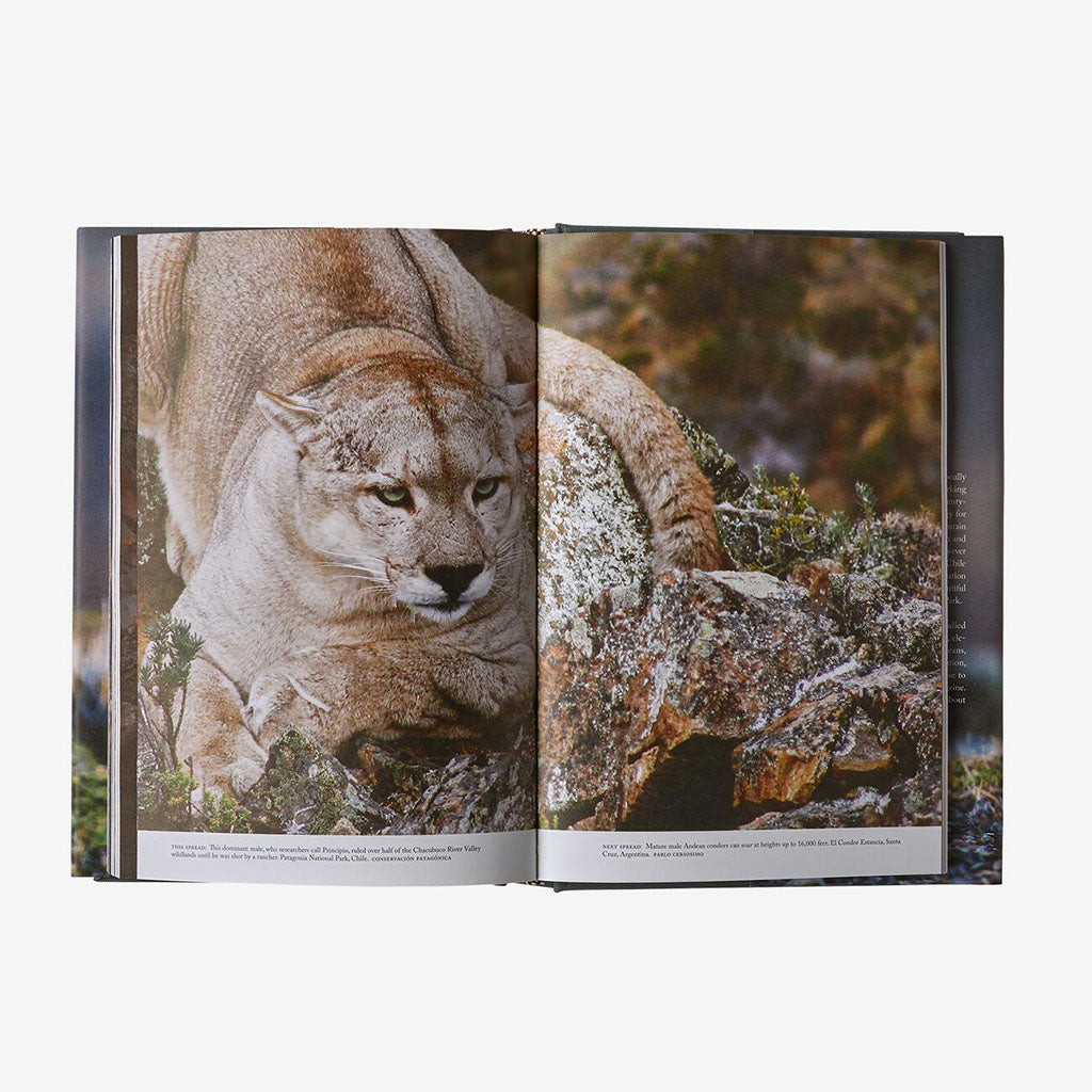 Path of the Puma - The Remarkable Resilience of the Mountain Lion - detail 3