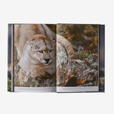 Path of the Puma - The Remarkable Resilience of the Mountain Lion - detail 3