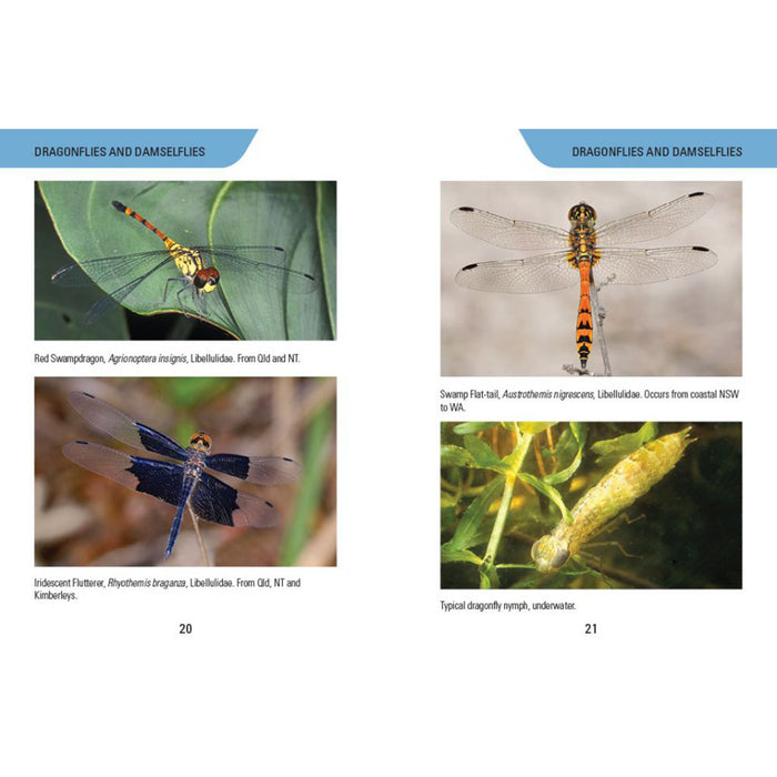 Reed Concise Guide - Insects of Australia — Tom's Outdoors