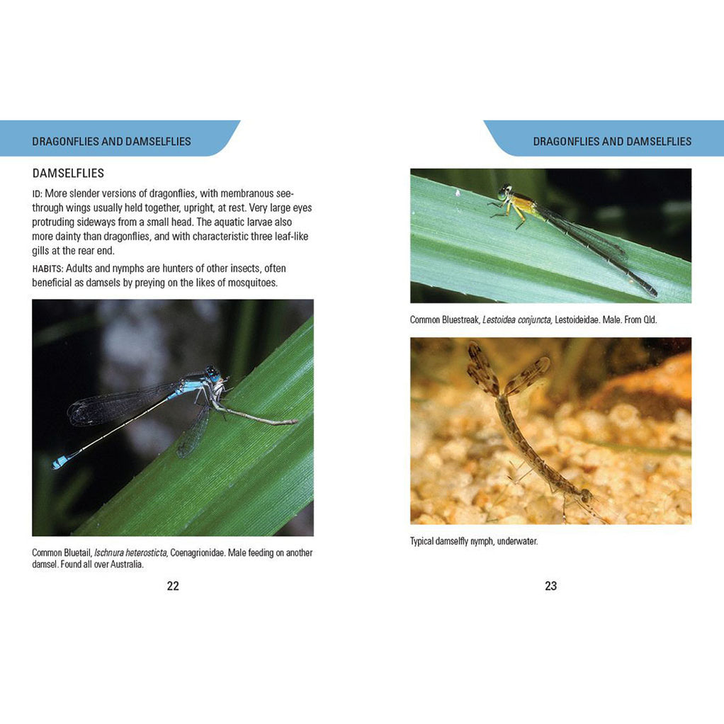 Reed Concise Guide - Insects of Australia — Tom's Outdoors