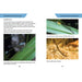 Reed Concise Guide - Insects of Australia pg. 22-23